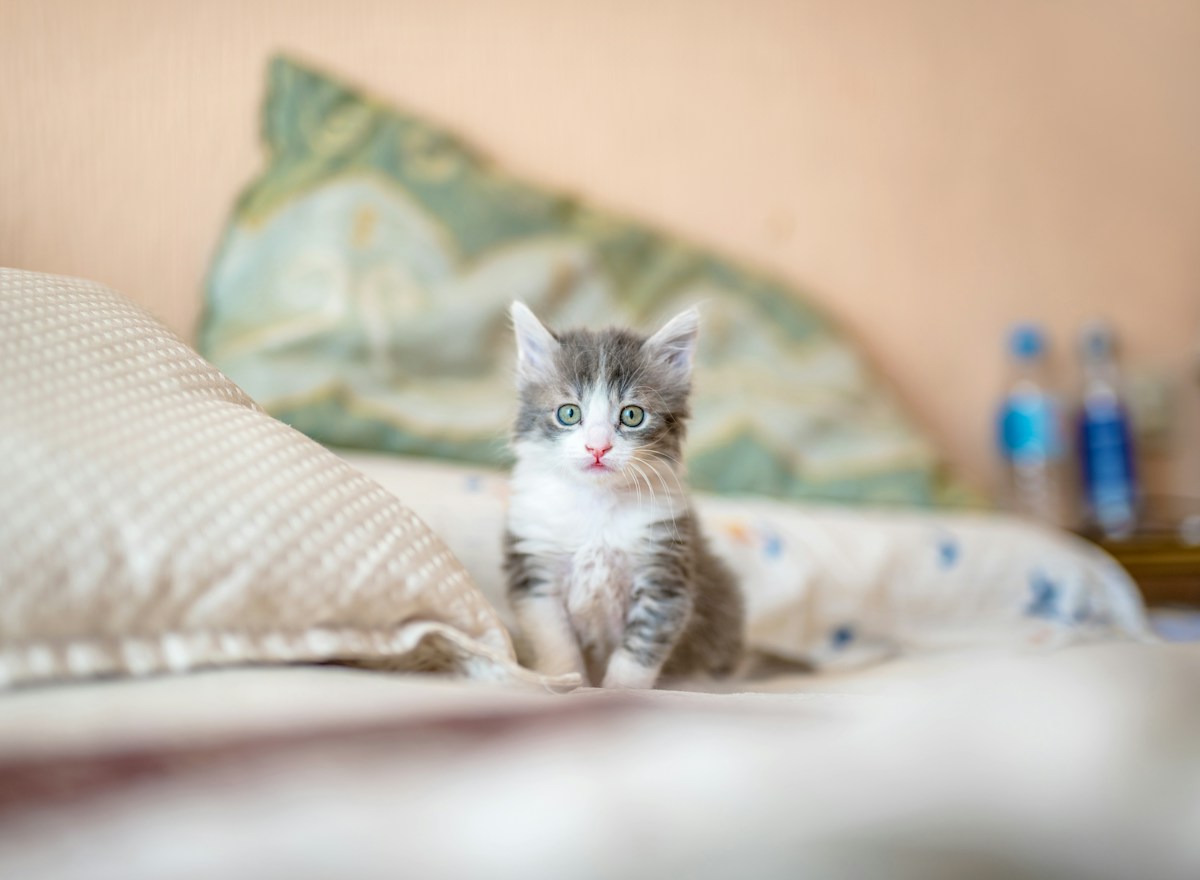 A cat portrait illustrating a separate personal reference